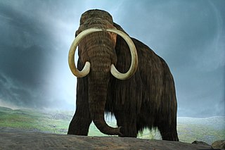 Mammuthus. (Mammoth, picture by Geoff Peters via Wikimedia).